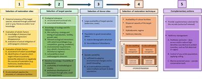 A Roadmap for the Restoration of Mediterranean Macroalgal Forests